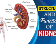 Function of Kidneys overview – outline notes